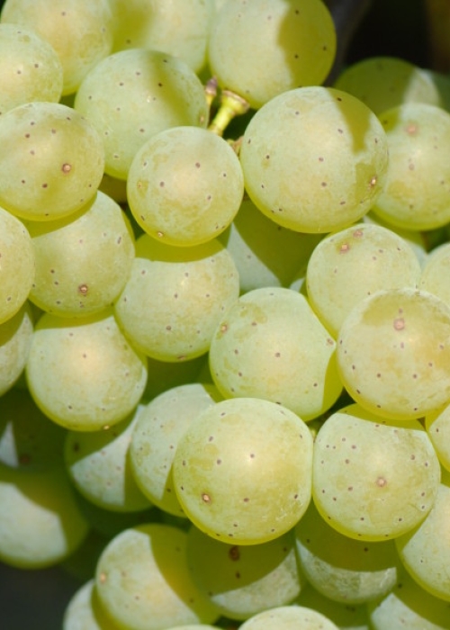 Ehrenfelser Beeren 2